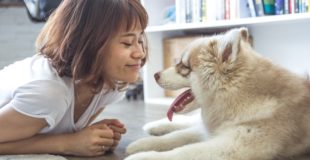 Pet owners: Keeping a clean home with furry friends