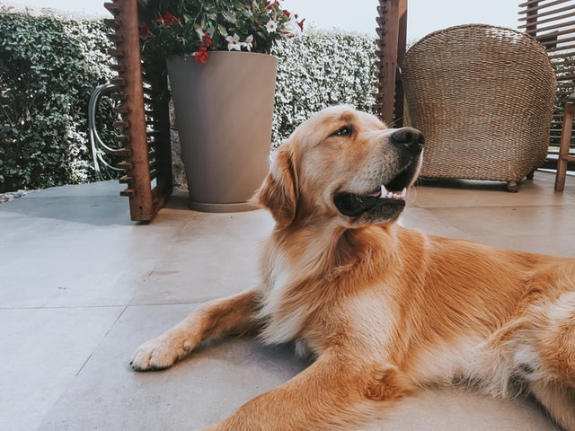 A golden retriever is resting outdoors