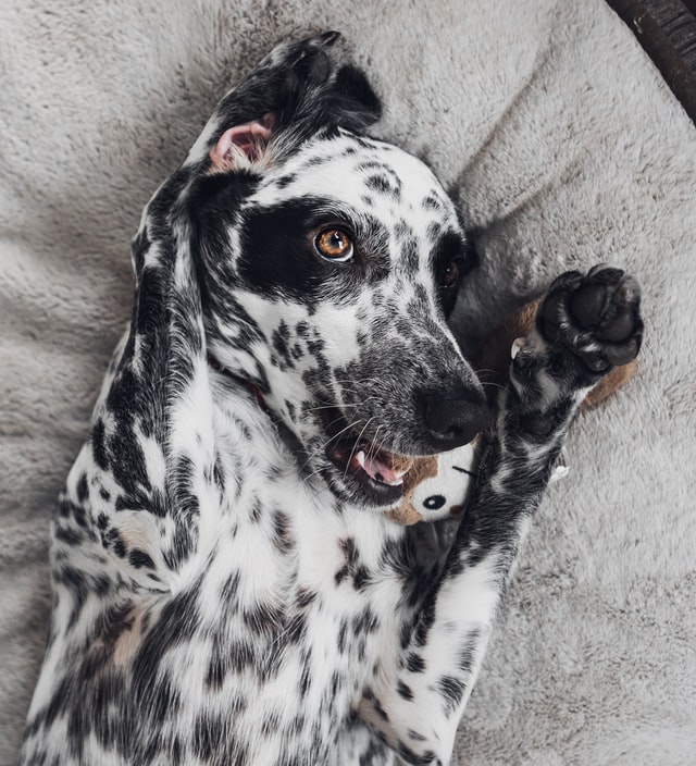 A Dalmatian dog is laying on the blanket