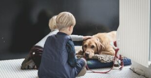 Best Dog Breeds for Kids to Play With