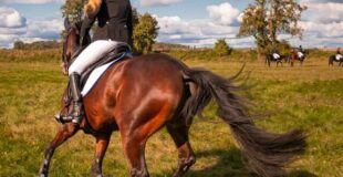 Expert Advice for Selecting the Best Horse Equipment Suppliers