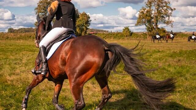 Expert Advice for Selecting the Best Horse Equipment Suppliers